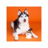Husky ligt naast piepend spookje hondenspeeltje voor Halloween