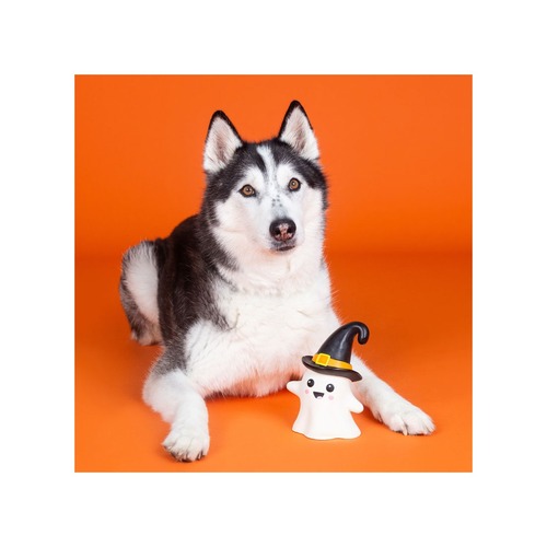 Husky ligt naast piepend spookje hondenspeeltje voor Halloween