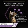Kitten met uitleg over hoge kwaliteit dagelijkse voeding voor kittens