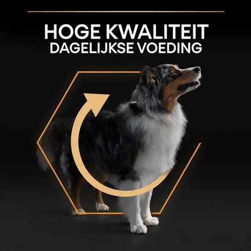 Hond bij Pro Plan hondenvoer, hoge kwaliteit voeding voor dagelijkse gezondheid