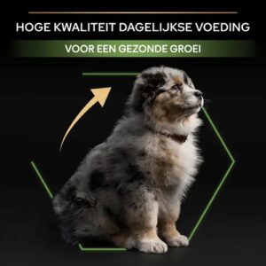 Puppy die profiteert van hoge kwaliteit puppyvoer voor een gezonde groei