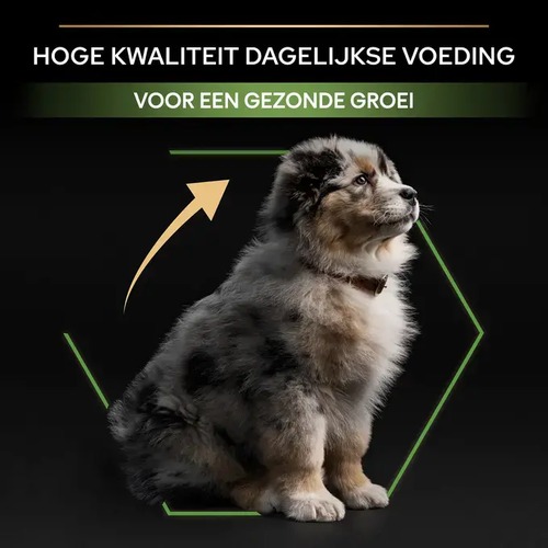 Puppy die profiteert van hoge kwaliteit puppyvoer voor een gezonde groei