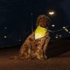 Bruine hond met reflecterende bandana zit in het donker bij een lantaarnpaal
