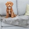 Hond zit op de waterdichte hondendeken Levy, close up op de bank