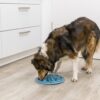 Hond eet langzaam uit de voedermat op de vloer