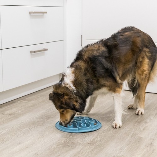Hond eet langzaam uit de voedermat op de vloer