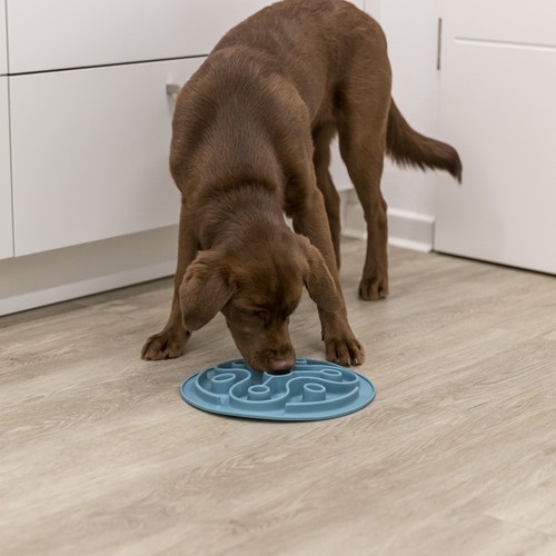 Puppy eet brokjes uit de voedermat
