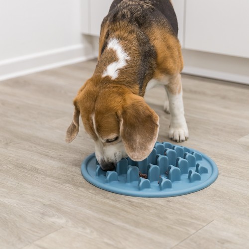 Beagle eet langzaam uit de voedermat Pillars in de keuken