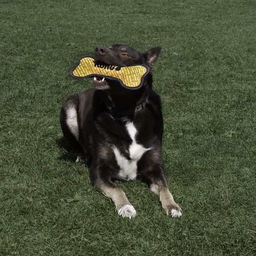 Hond ligt in het gras met een KONG Armor Bone in zijn bek