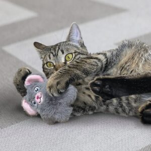 Cyperse kat stoeit met de grijze speelgoedmuis van KONG