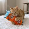 Rode kat klemt de oranje KONG Kickeroo vast en bijt erin