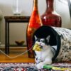 Zwart witte kat bijt in het pluche stukje kaas van de P.L.A.Y. Feline Blanc kattenhengel