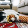 Zwart witte kat klemt de Salami Slammer kicker vast met de voorpootjes